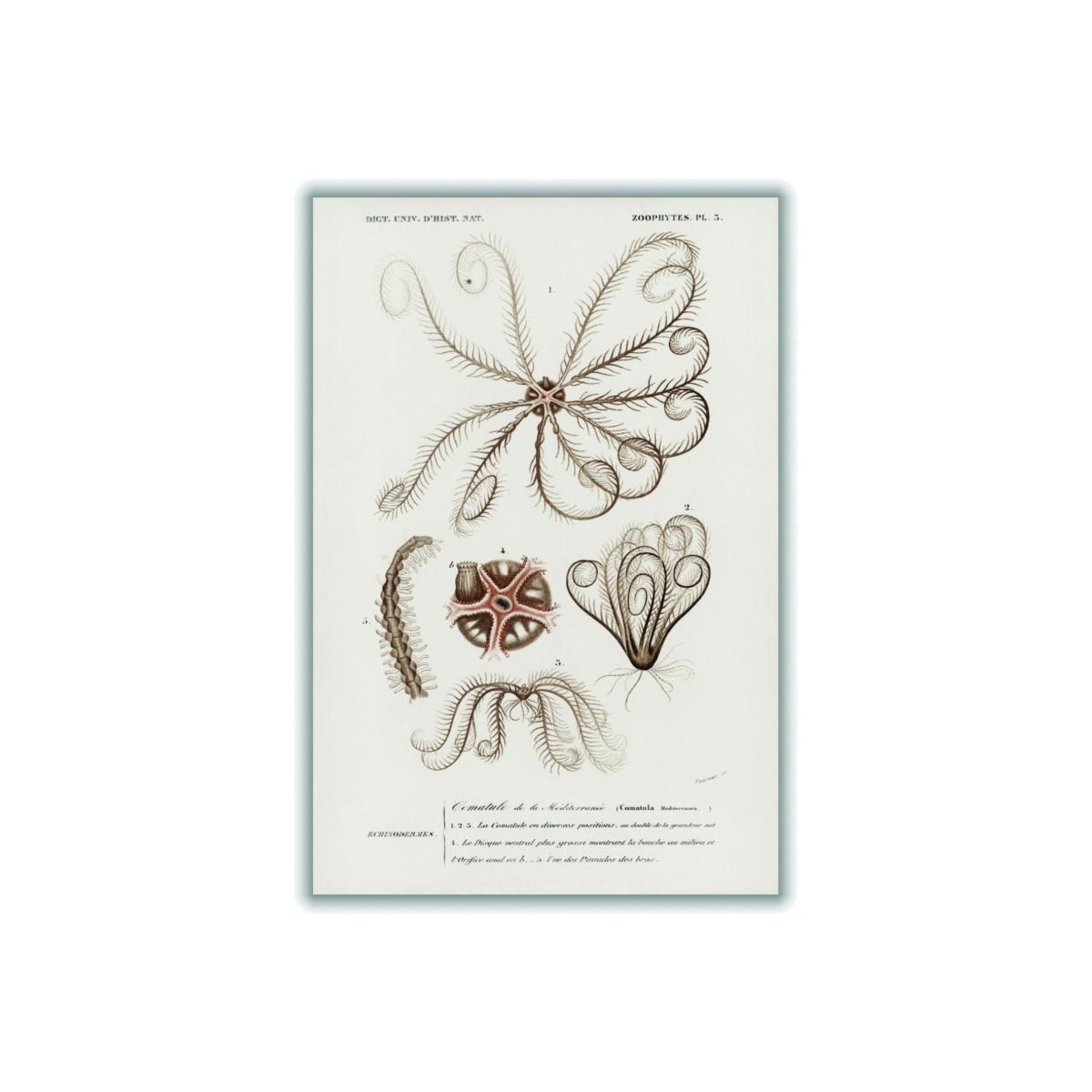 Neutrals Comatula Mediterranea Medium Stanley Print House – image 1