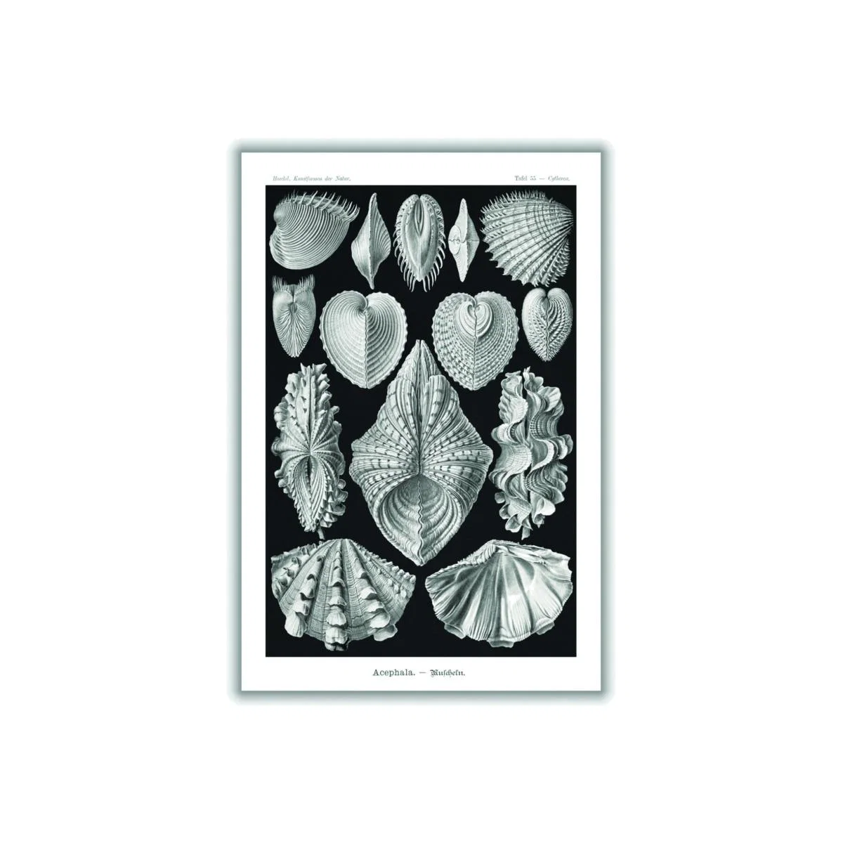 Grey Acephala-Muscheln By Ernst Haeckel Extra Large Stanley Print House – image 1