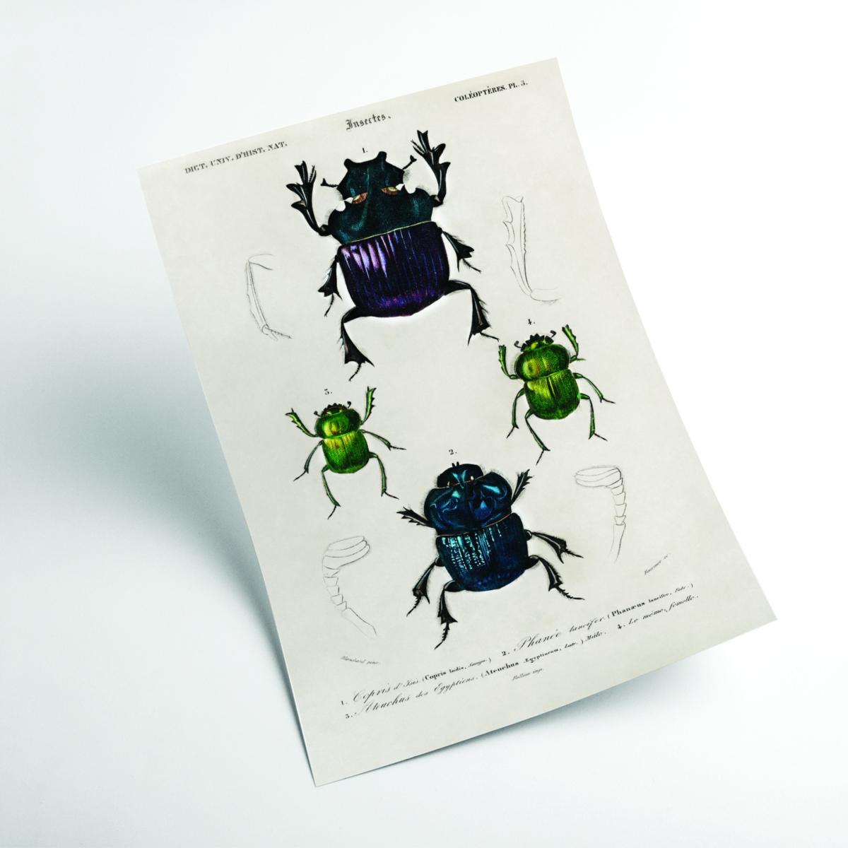 Vintage Insects Medium Stanley Print House – image 2