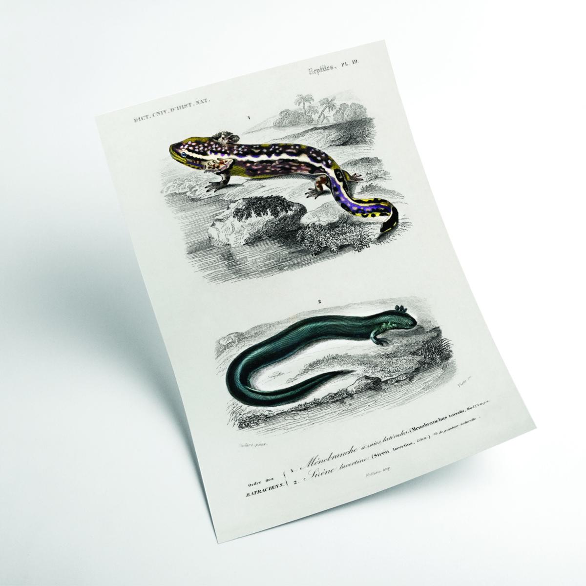 Grey Mudpuppy Illustration A1 594 X 841Mm Stanley Print House – image 2