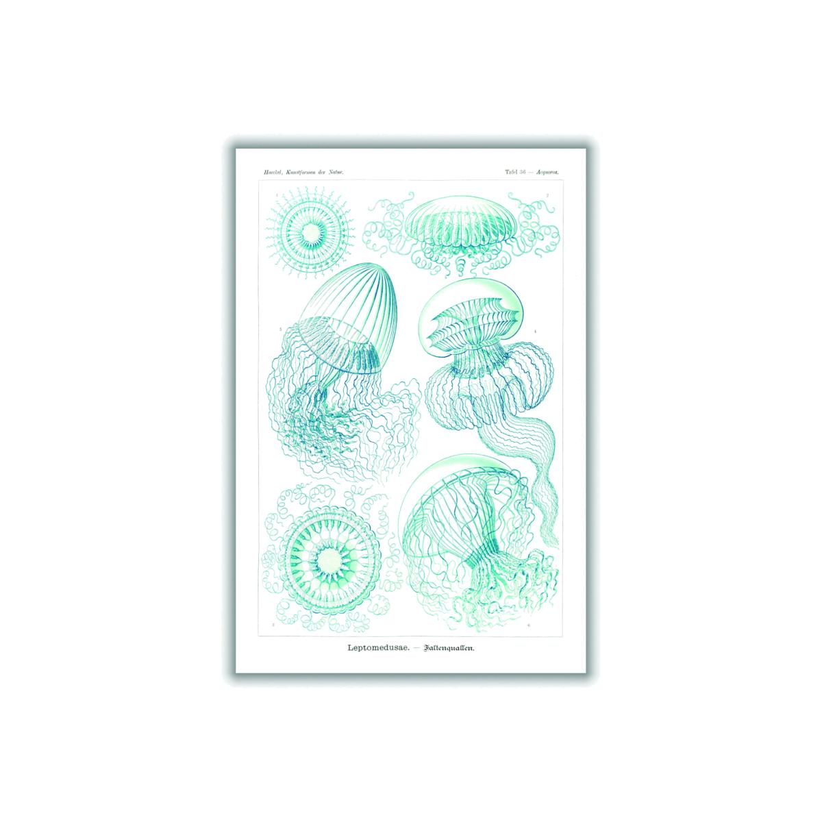 Blue Leptomedusae-Faltenquallen By Ernst Haeckel A2 420 X 594Mm Stanley Print House – image 1