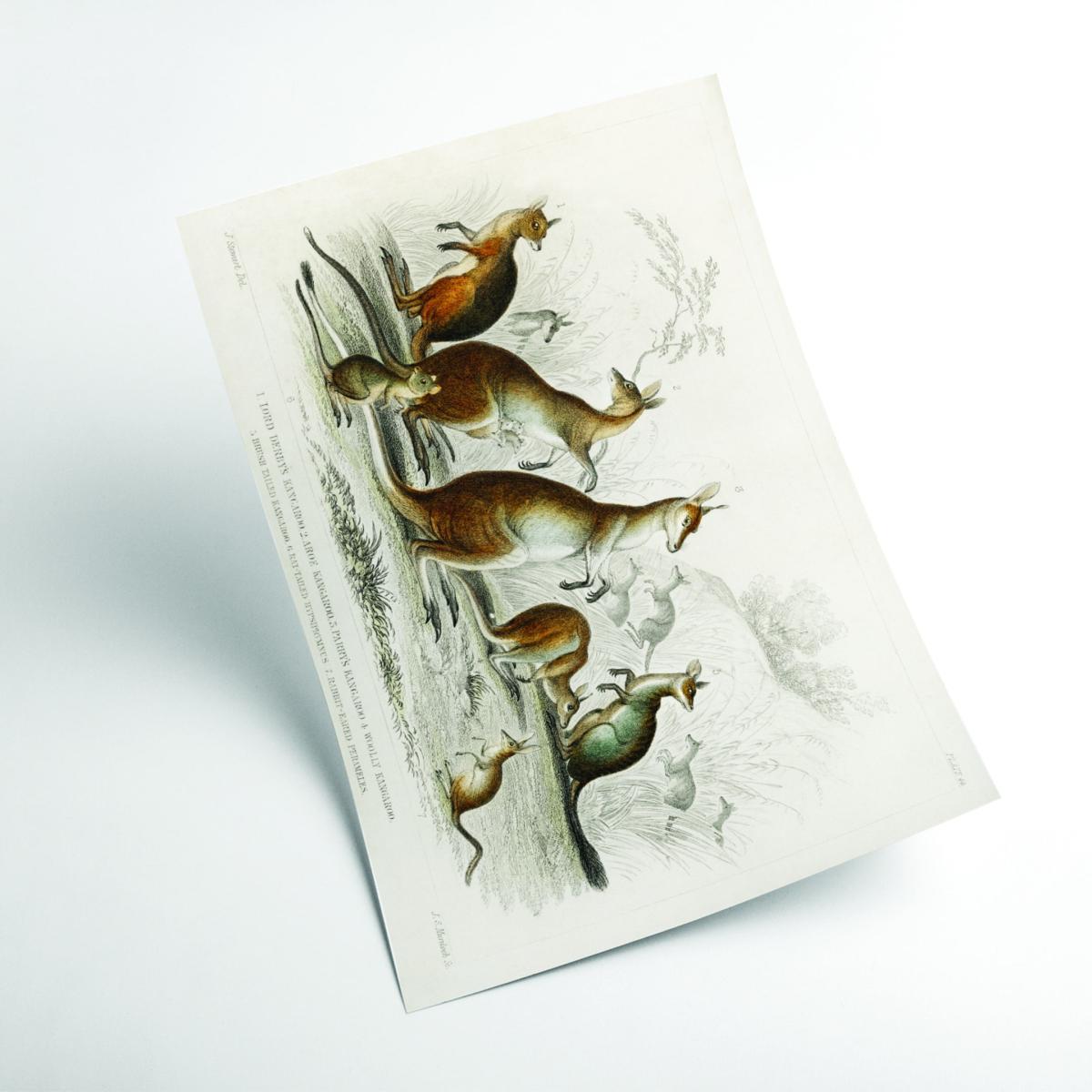 Brown Various Types Of Kangaroo Extra Large Stanley Print House – image 2