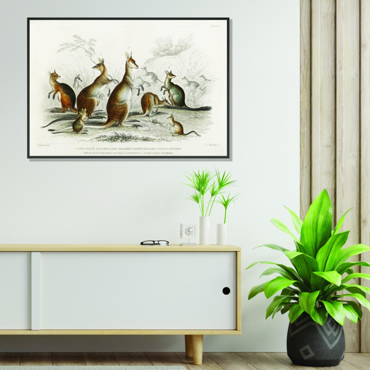 Brown Various Types Of Kangaroo Extra Large Stanley Print House – image 3