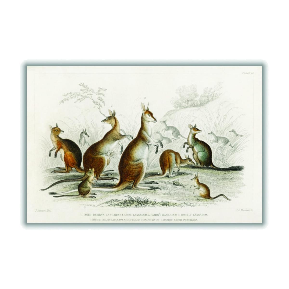 Brown Various Types Of Kangaroo Extra Large Stanley Print House – image 1