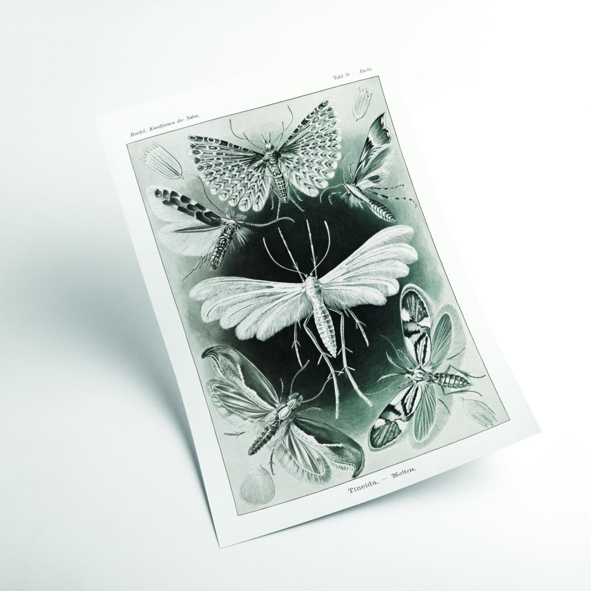 Grey Tineida-Motten By Ernst Haeckel A2 420 X 594Mm Stanley Print House – image 2