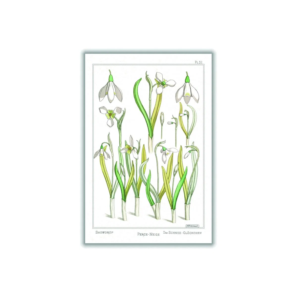 Green Perca Fluviatilis & Gymnocephalus A4 210 X 297Mm Stanley Print House – image 1