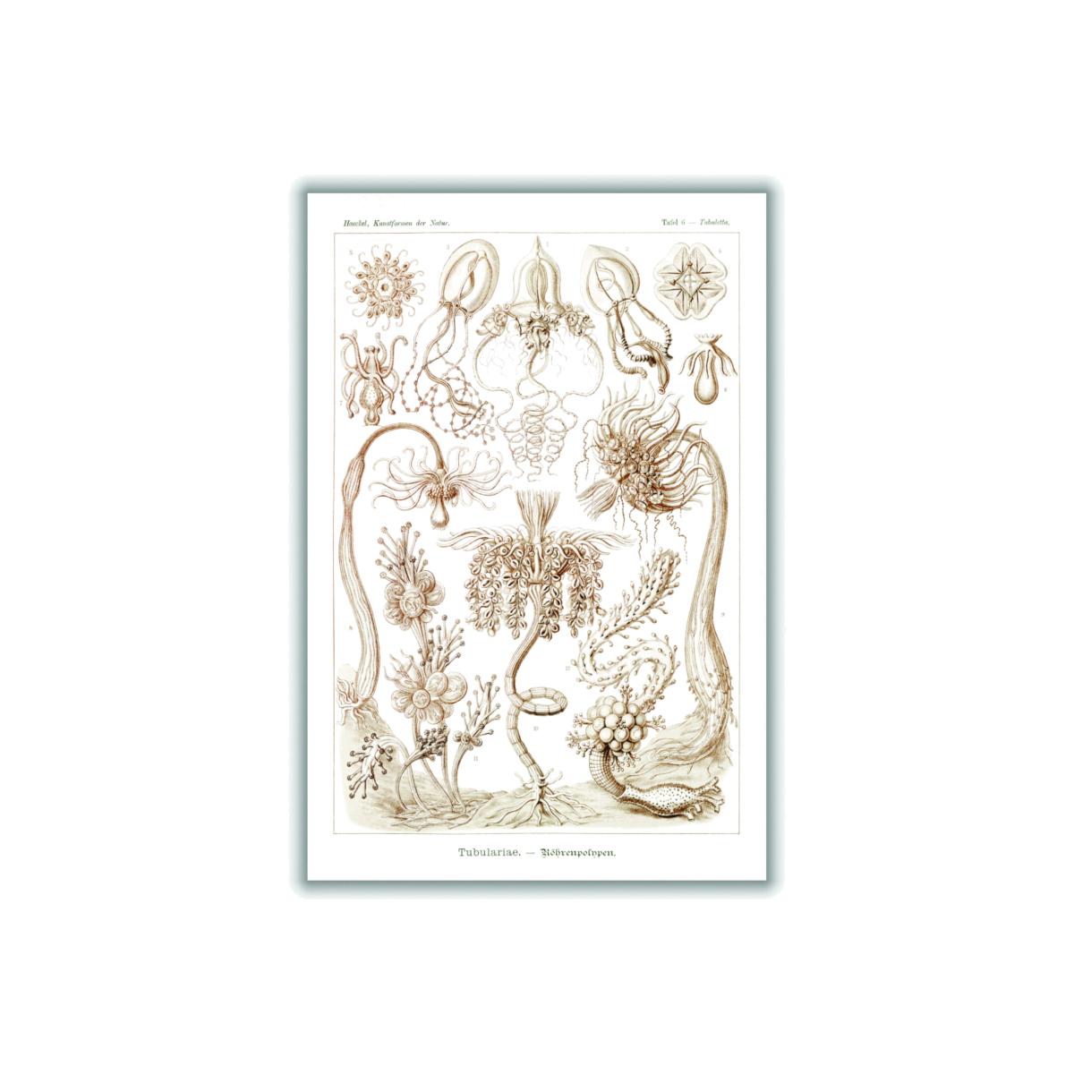 Rose Gold Diatomea-Schachtellinge I By Ernst Haeckel Large Stanley Print House – image 1