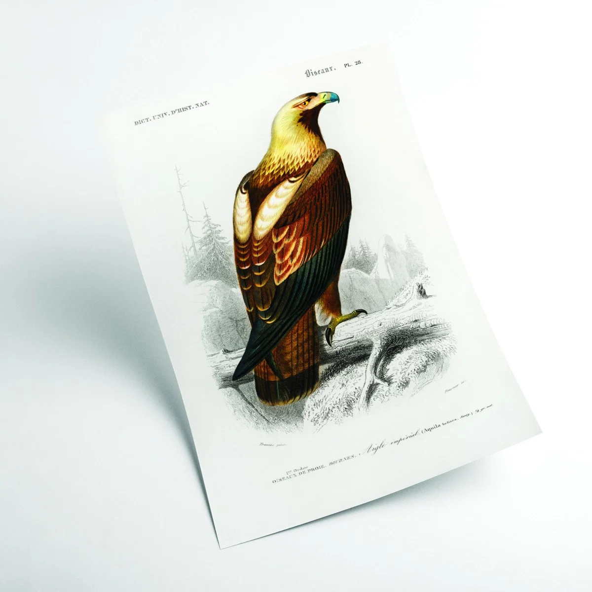 Brown Eastern Imperial Eagle Print A2 420 X 594Mm Stanley Print House – image 2