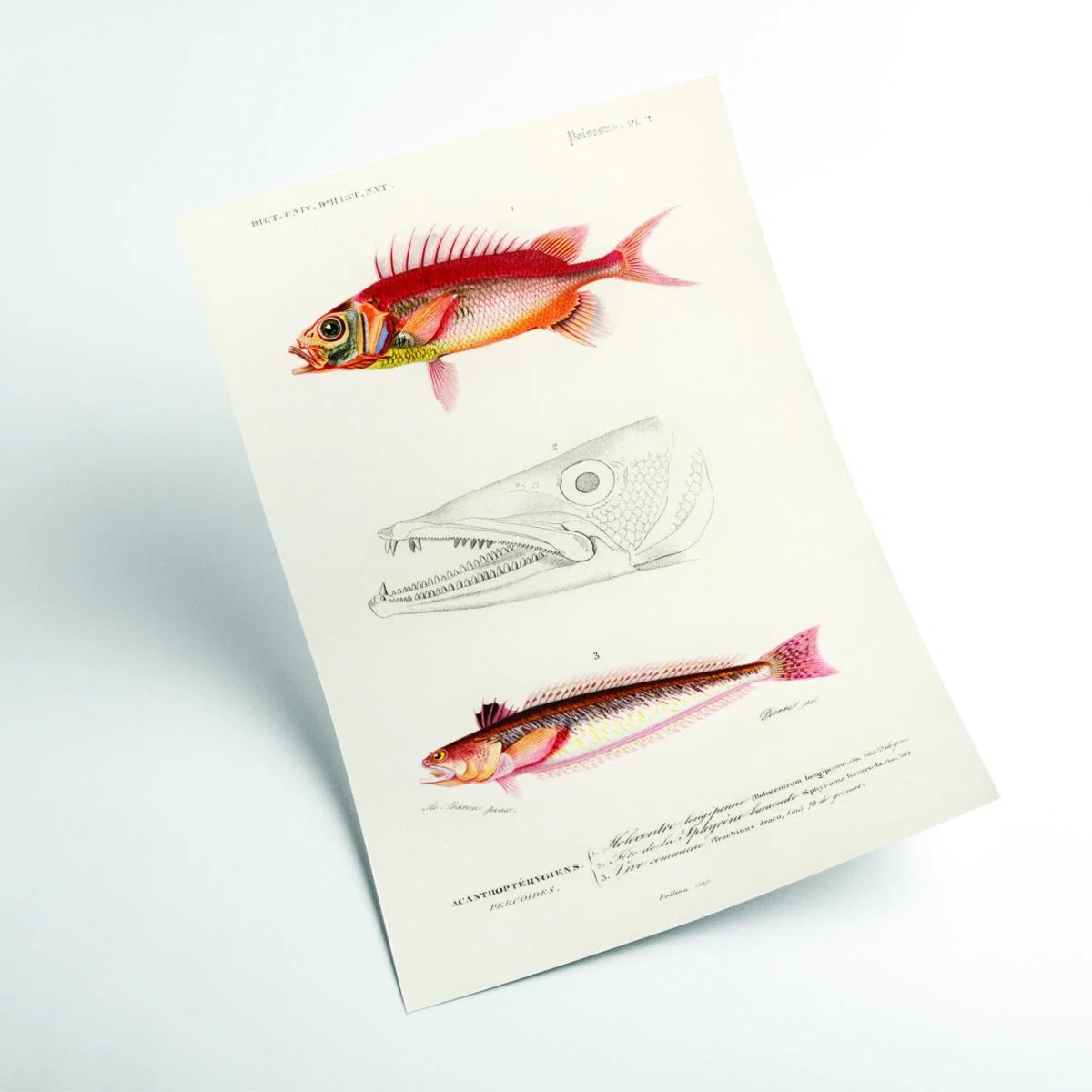 Yellow / Orange Natural History - Different Types Of Fish 8 Large Stanley Print House – image 2