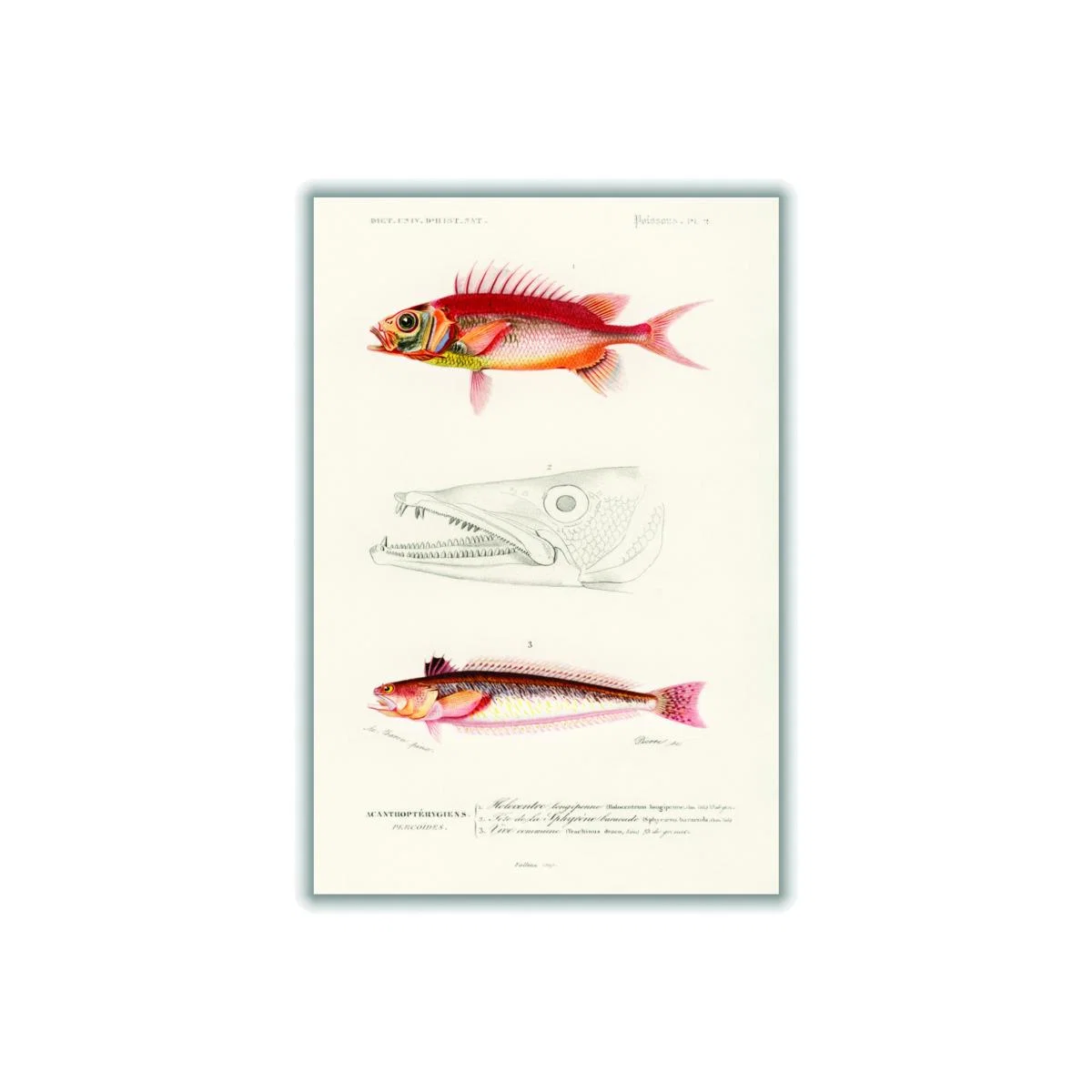 Yellow / Orange Natural History - Different Types Of Fish 8 Large Stanley Print House – image 1