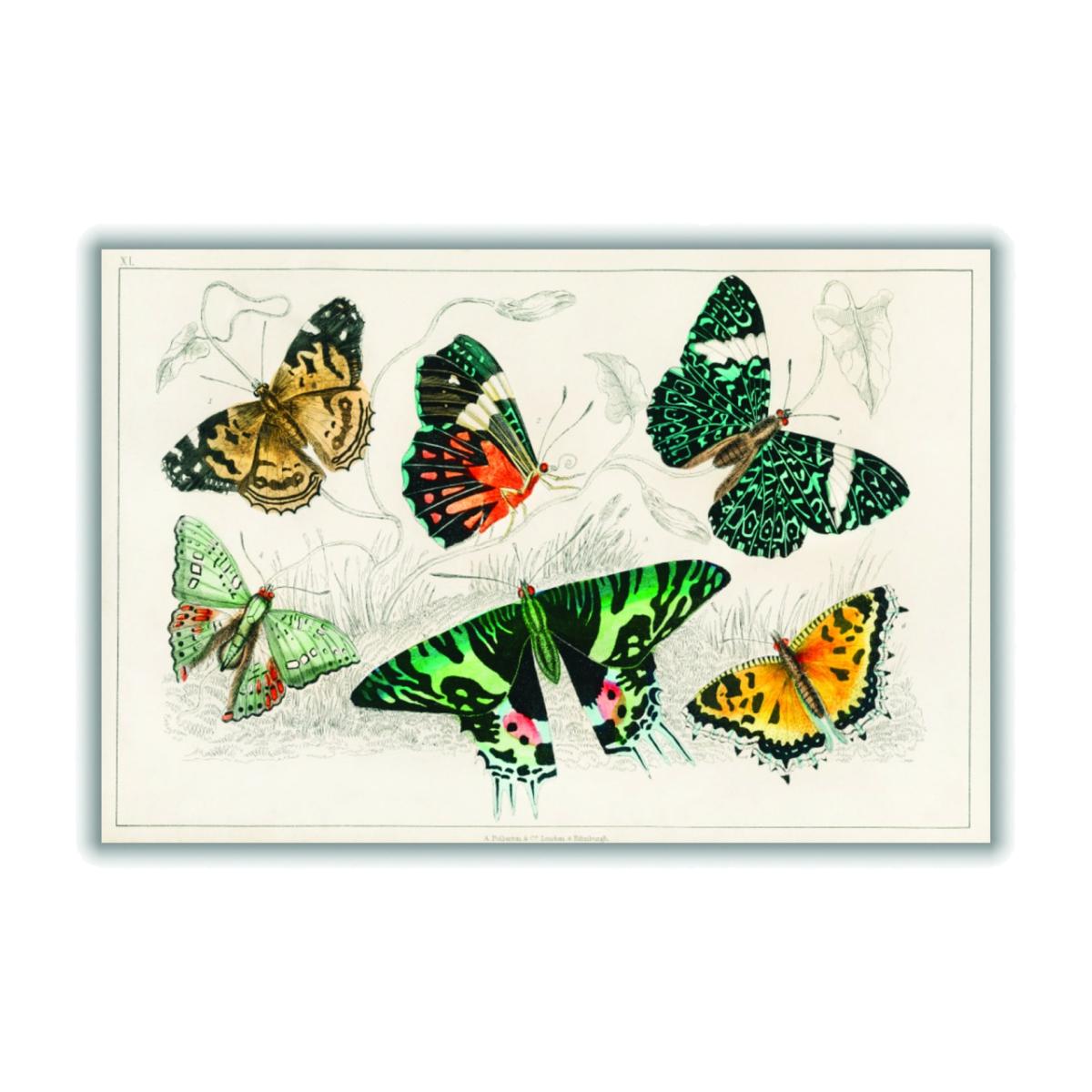 Collection Of Butterflies Ii Extra Large Stanley Print House – image 1