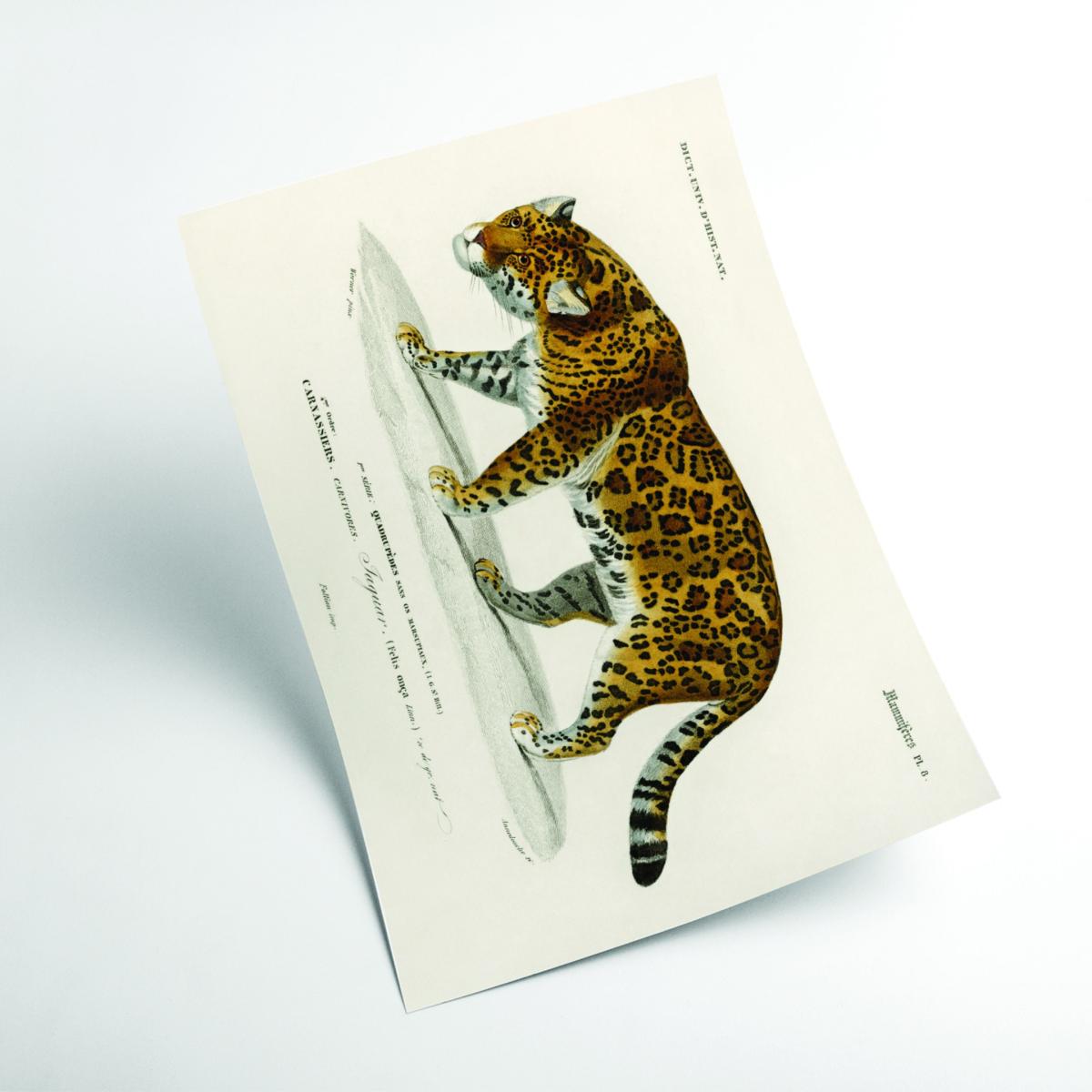 Gold Jaguar Small Stanley Print House – image 2