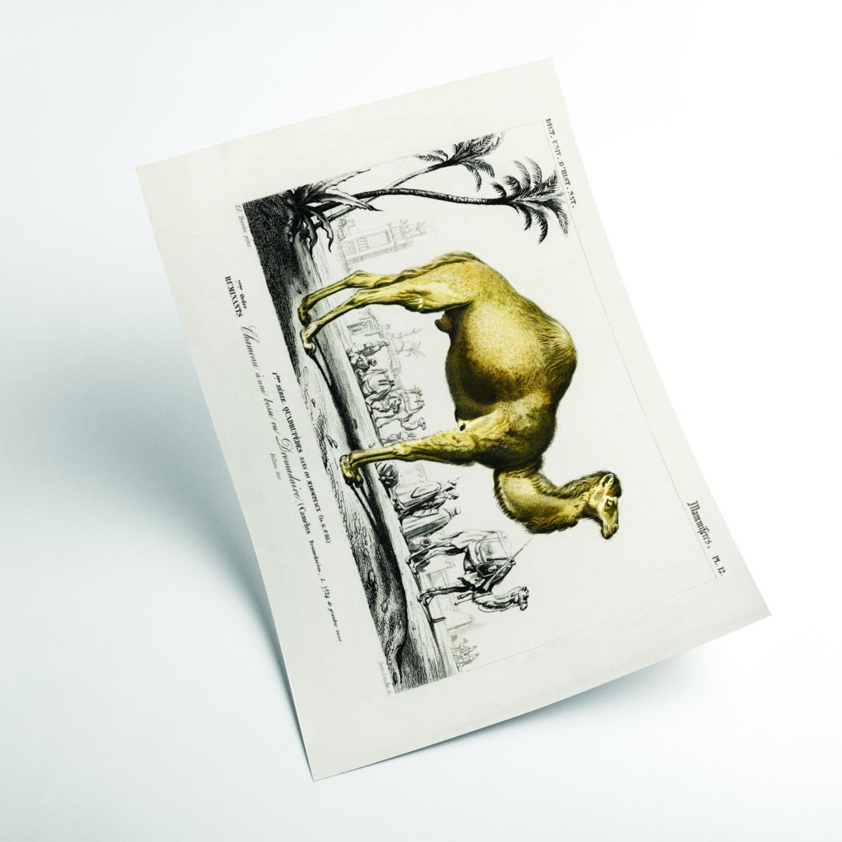 Gold Camel Small Stanley Print House – image 2