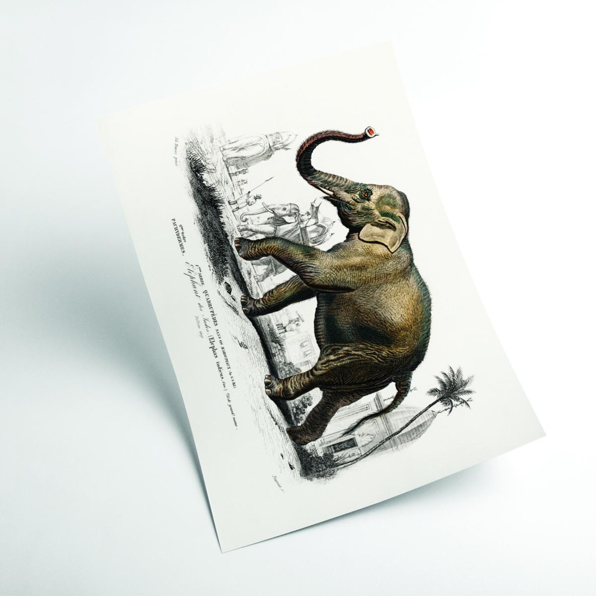 Brown Asiatic Elephant A3 297 X 420Mm Stanley Print House – image 2