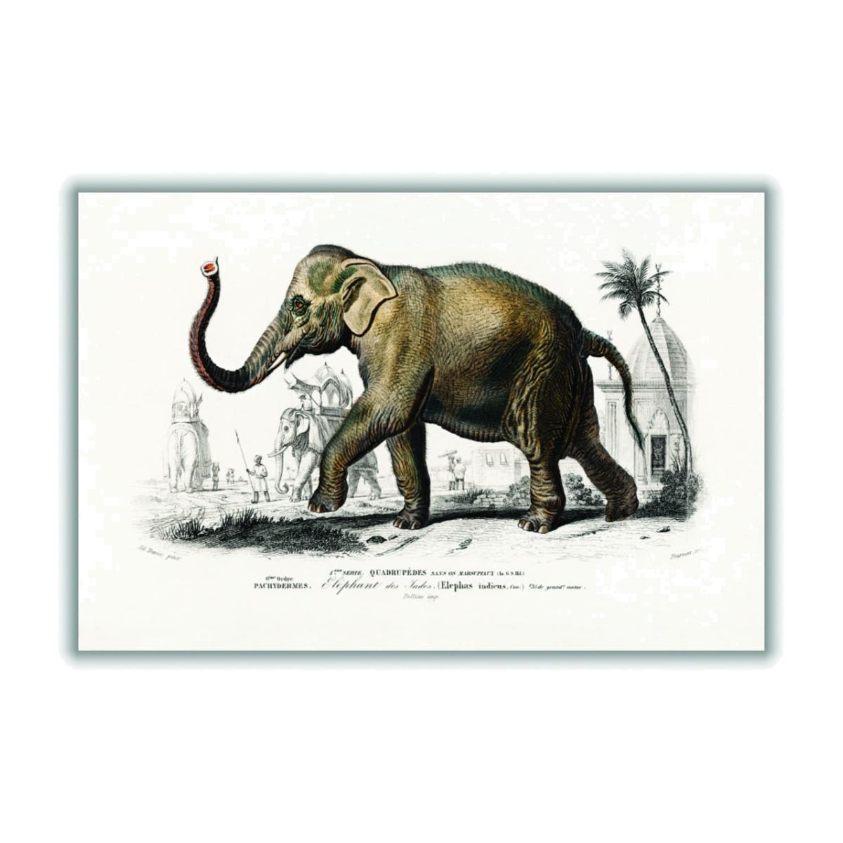Brown Asiatic Elephant A3 297 X 420Mm Stanley Print House – image 1