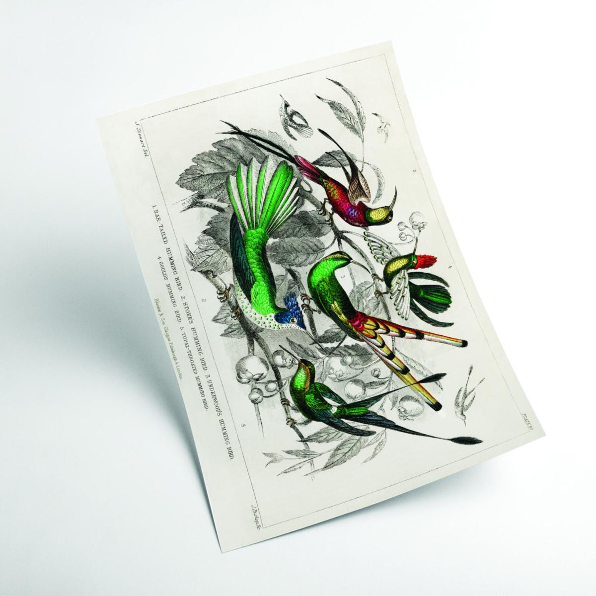 Various Humming Birds A4 210 X 297Mm Stanley Print House – image 2