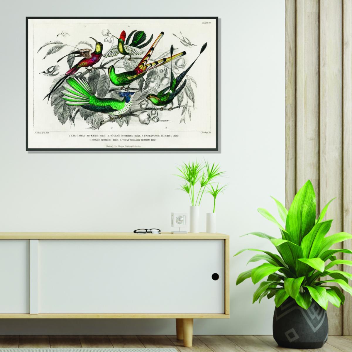 Various Humming Birds A4 210 X 297Mm Stanley Print House – image 3