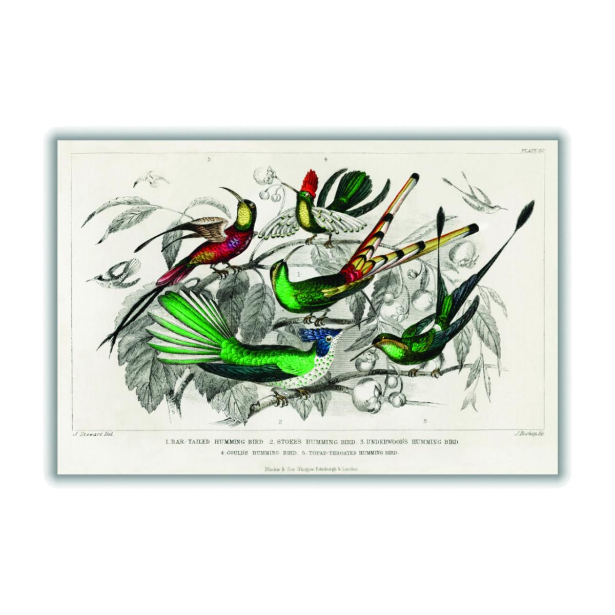 Various Humming Birds A4 210 X 297Mm Stanley Print House – image 1