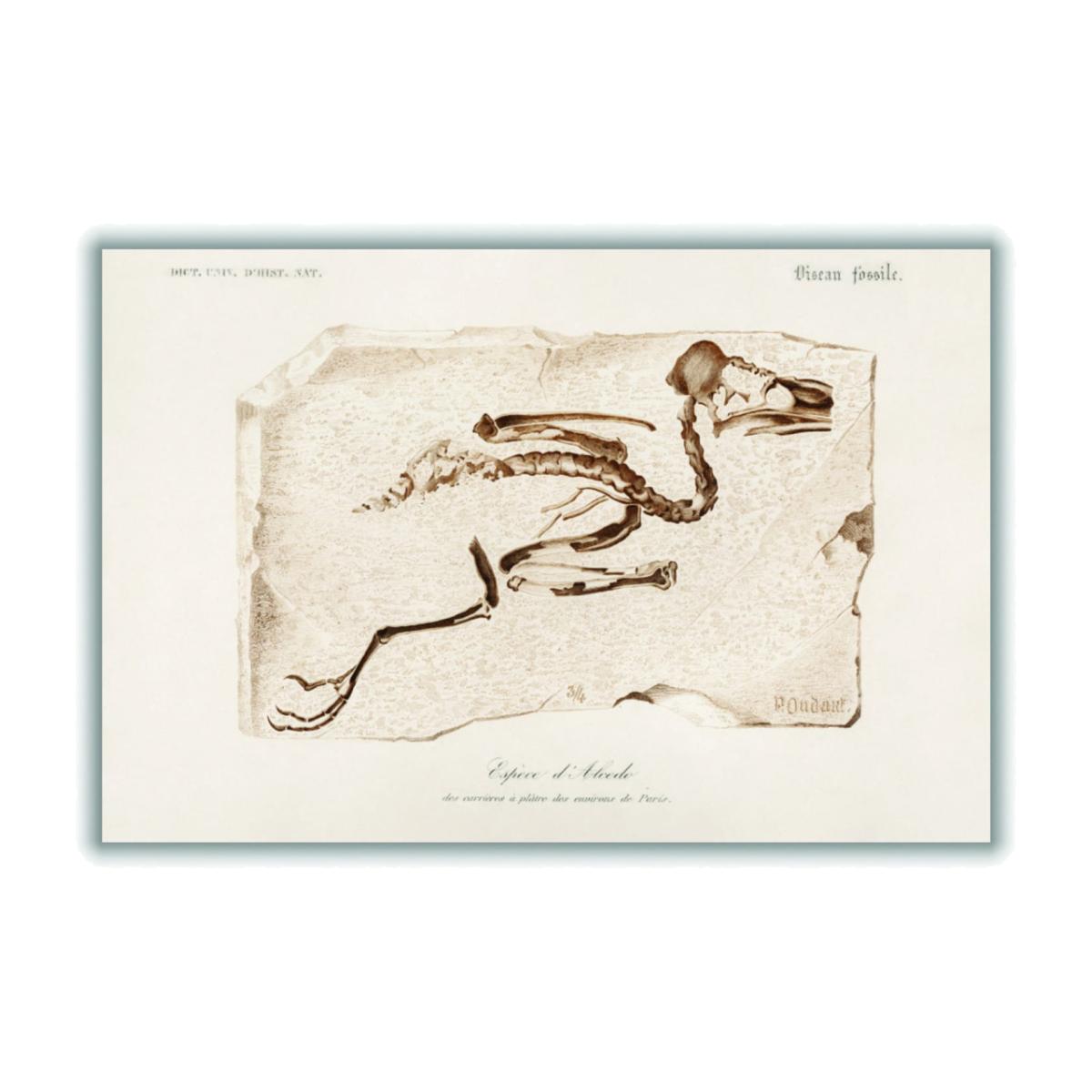 Brown Kingfisher A4 210 X 297Mm Stanley Print House – image 1