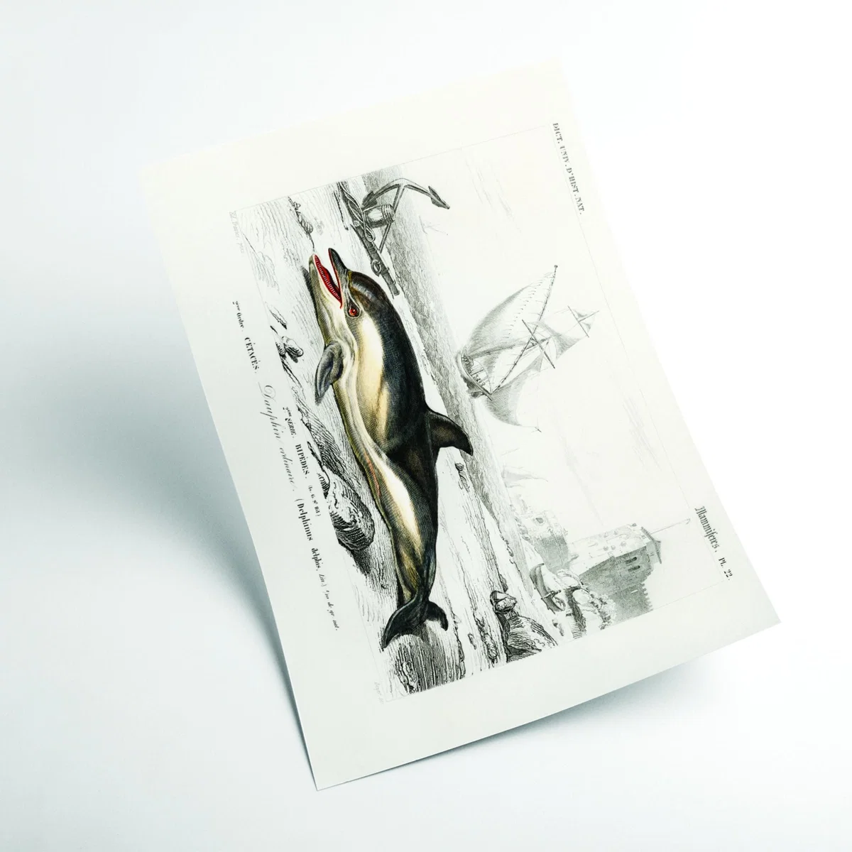 Black Delphinus Delphis A1 594 X 841Mm Stanley Print House – image 2