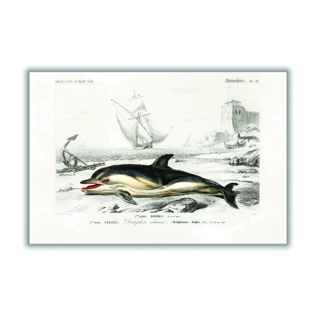 Black Delphinus Delphis A1 594 X 841Mm Stanley Print House – image 1