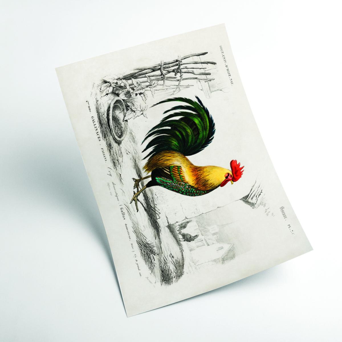 Yellow / Orange Cock Xxs Stanley Print House – image 2