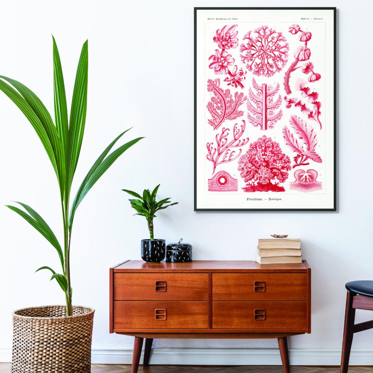 Red Florideae-Rotalgen By Ernst Haeckel A3 297 X 420Mm Stanley Print House – image 3