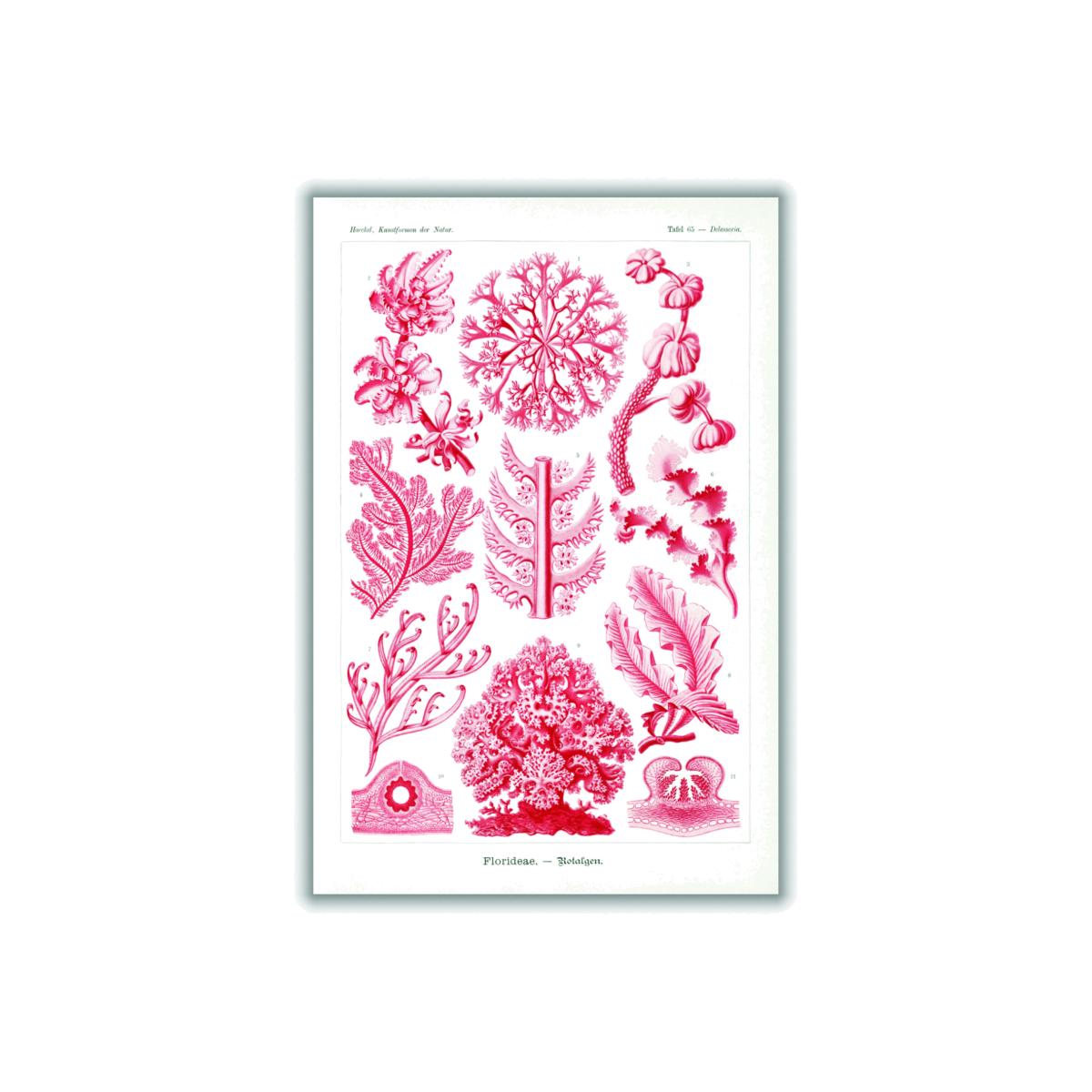 Red Florideae-Rotalgen By Ernst Haeckel A3 297 X 420Mm Stanley Print House – image 1