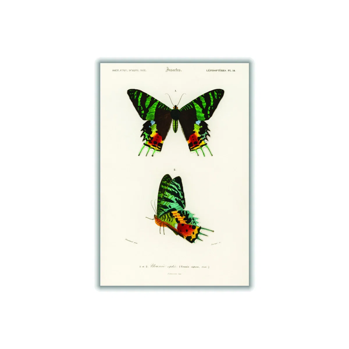 Moth Illustration A2 420 X 594Mm Stanley Print House – image 1