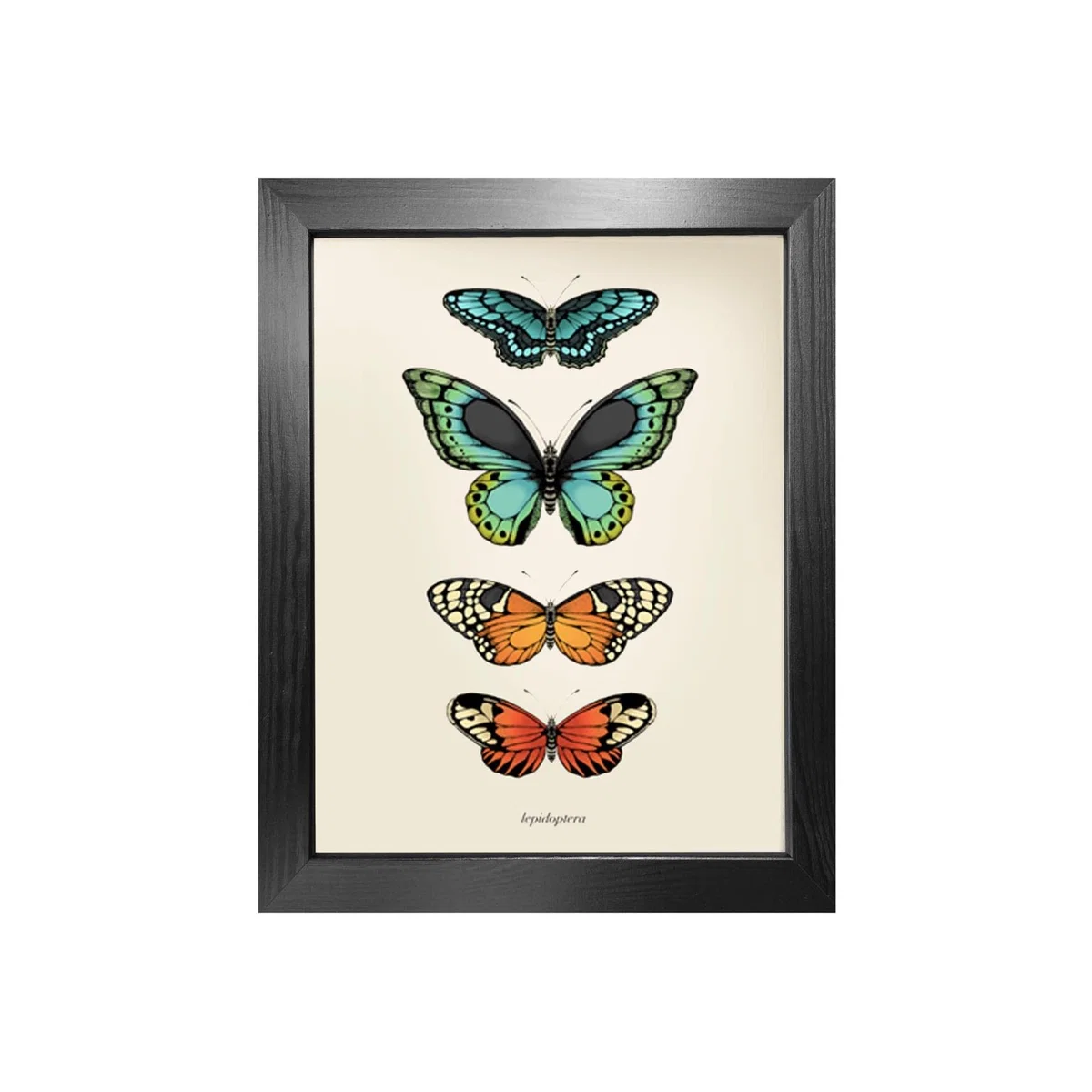 'Antique Tropical Butterflies Ii' Fine Art Print A3 Emily Carter