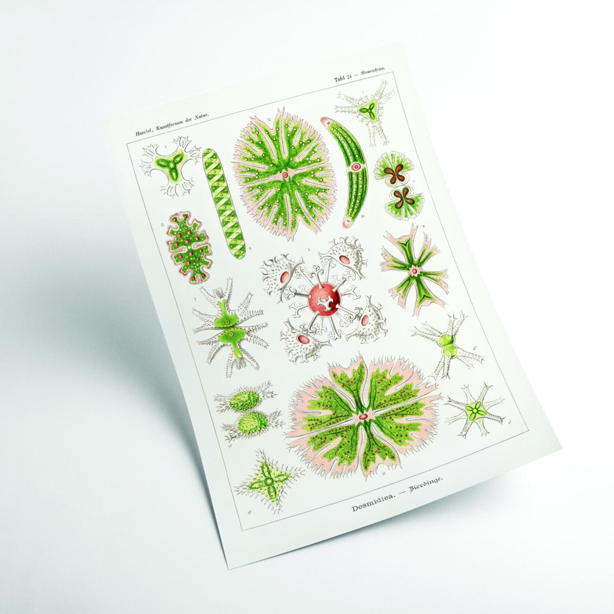 Green Desmidiea-Bierdinge By Ernst Haeckel A3 297 X 420Mm Stanley Print House – image 2