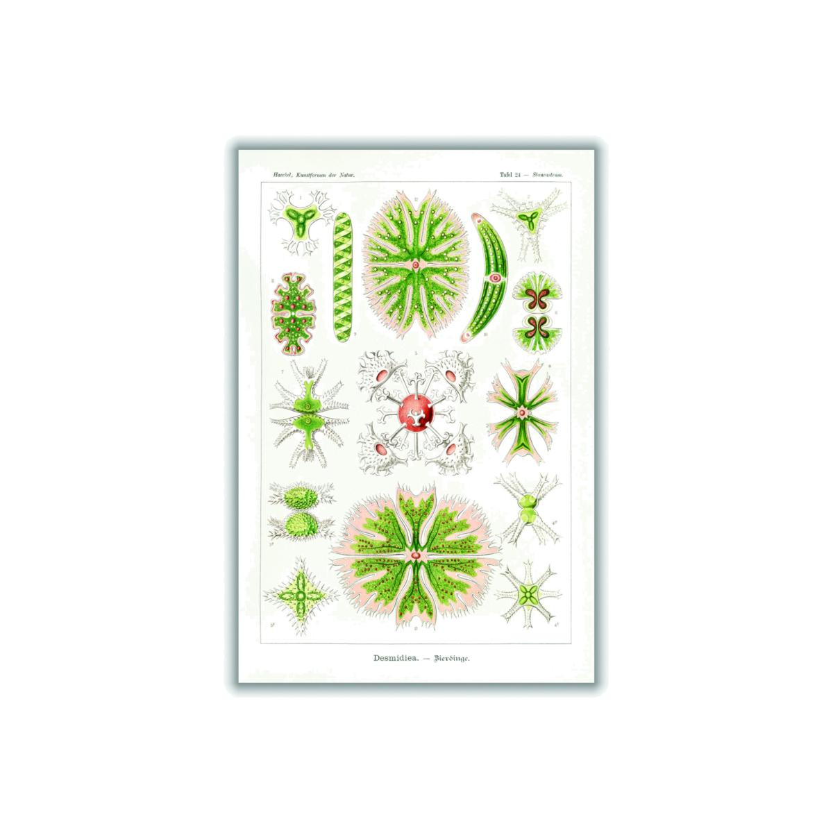 Green Desmidiea-Bierdinge By Ernst Haeckel A3 297 X 420Mm Stanley Print House – image 1