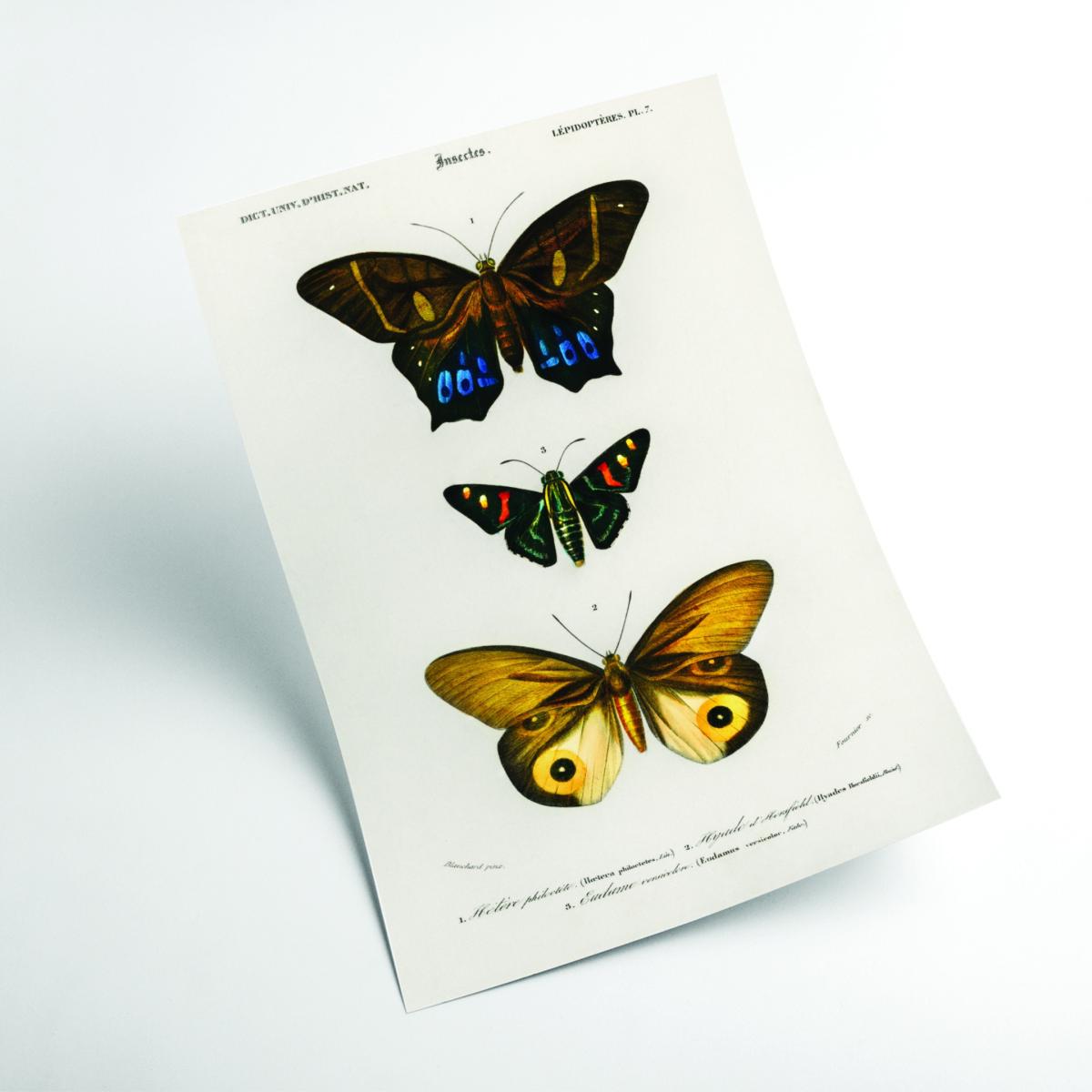 Natural History Different Types Of Butterfly 3 Large Stanley Print House – image 2