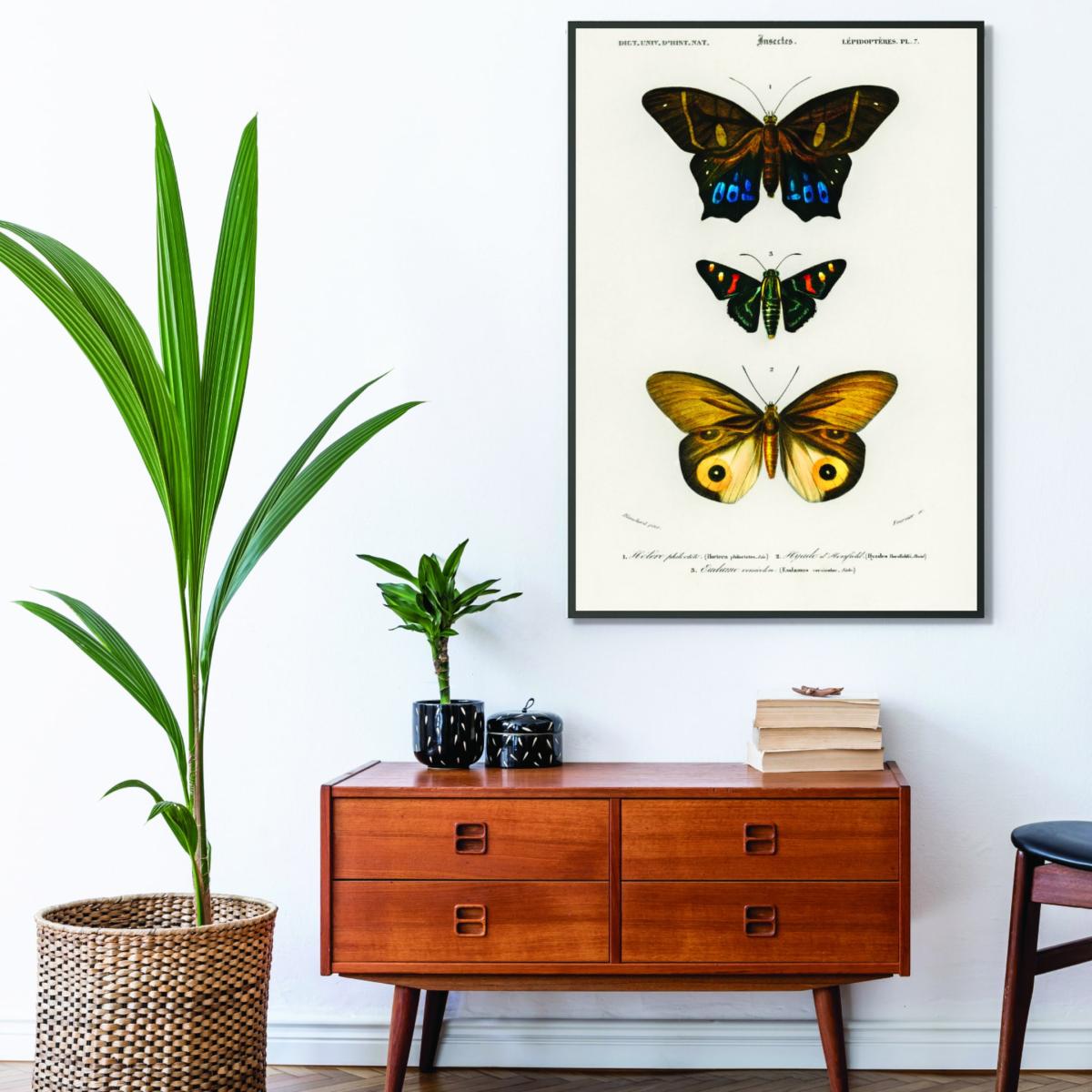 Natural History Different Types Of Butterfly 3 Large Stanley Print House – image 3