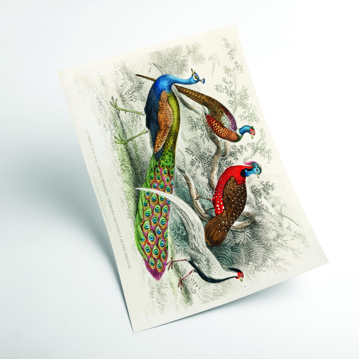 Colourful Birds A4 210 X 297Mm Stanley Print House – image 2