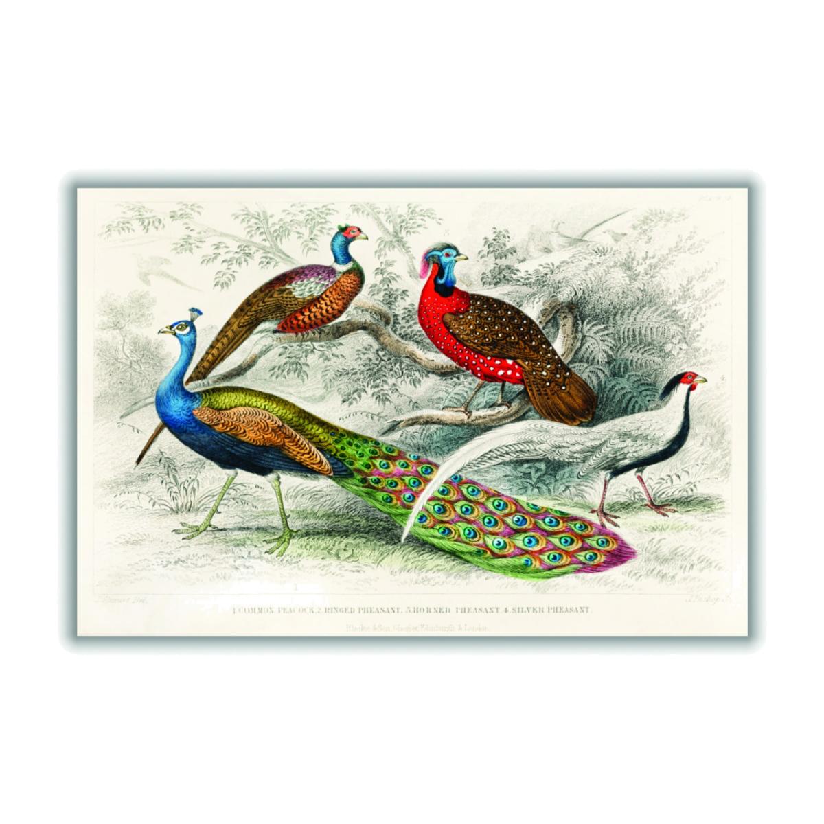 Colourful Birds A4 210 X 297Mm Stanley Print House – image 1