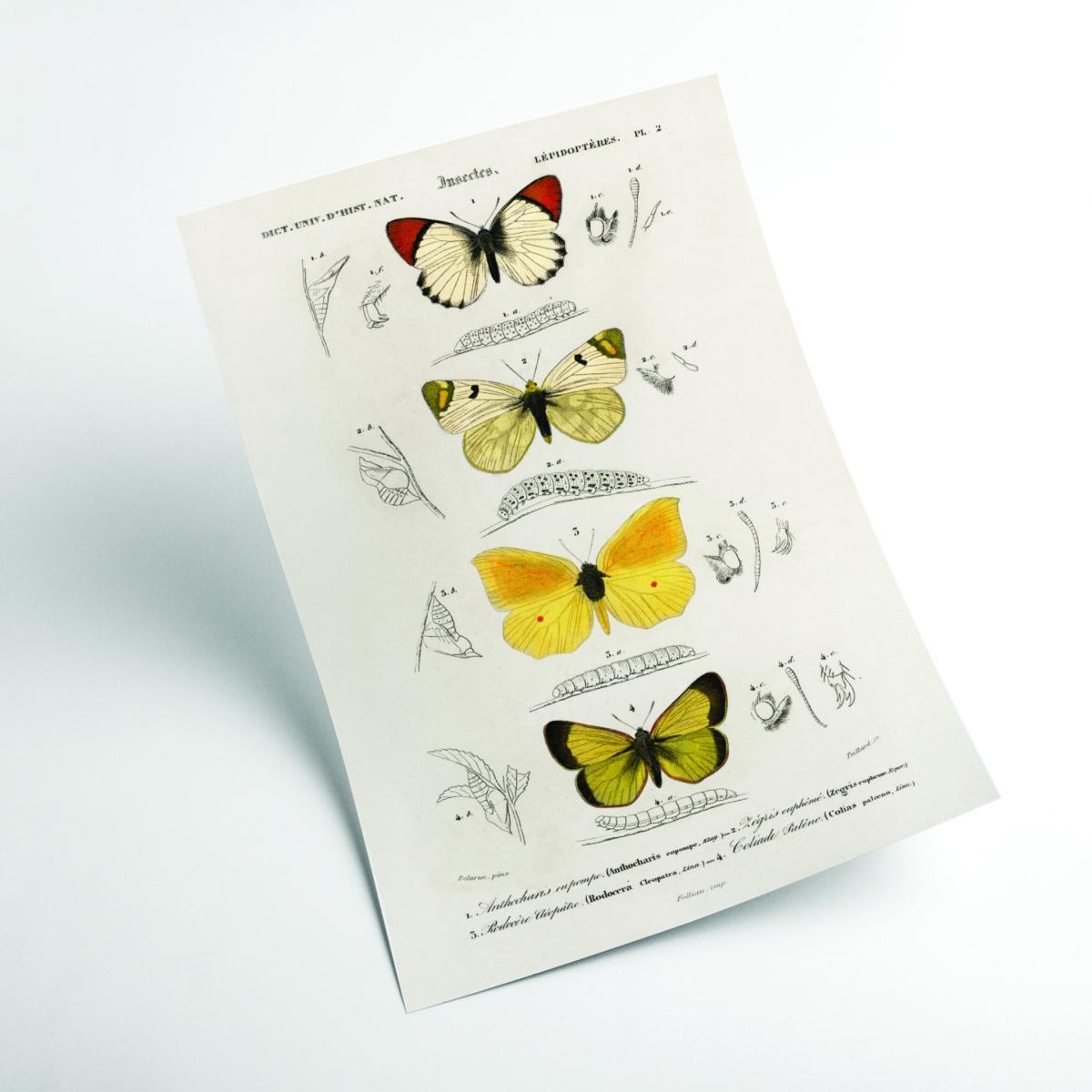 Gold Natural History Different Types Of Butterfly 4 Medium Stanley Print House – image 2
