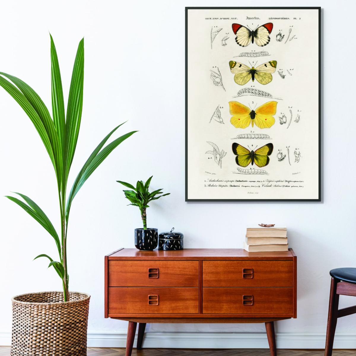 Gold Natural History Different Types Of Butterfly 4 Medium Stanley Print House – image 3