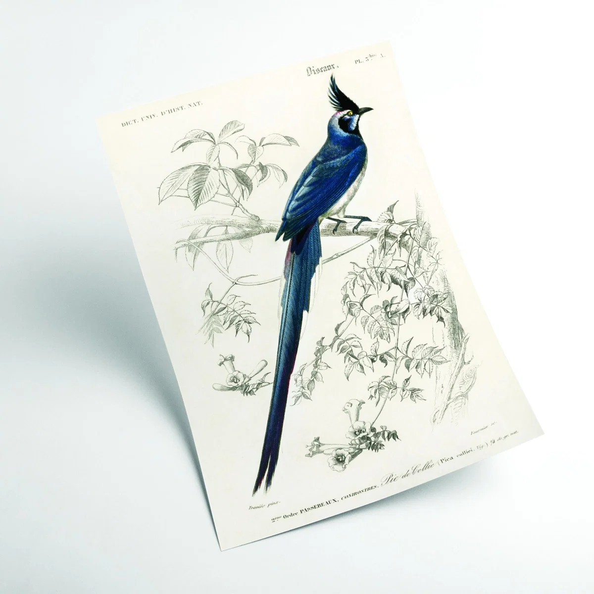 Blue Black-Throated Magpie-Jay A1 594 X 841Mm Stanley Print House – image 2