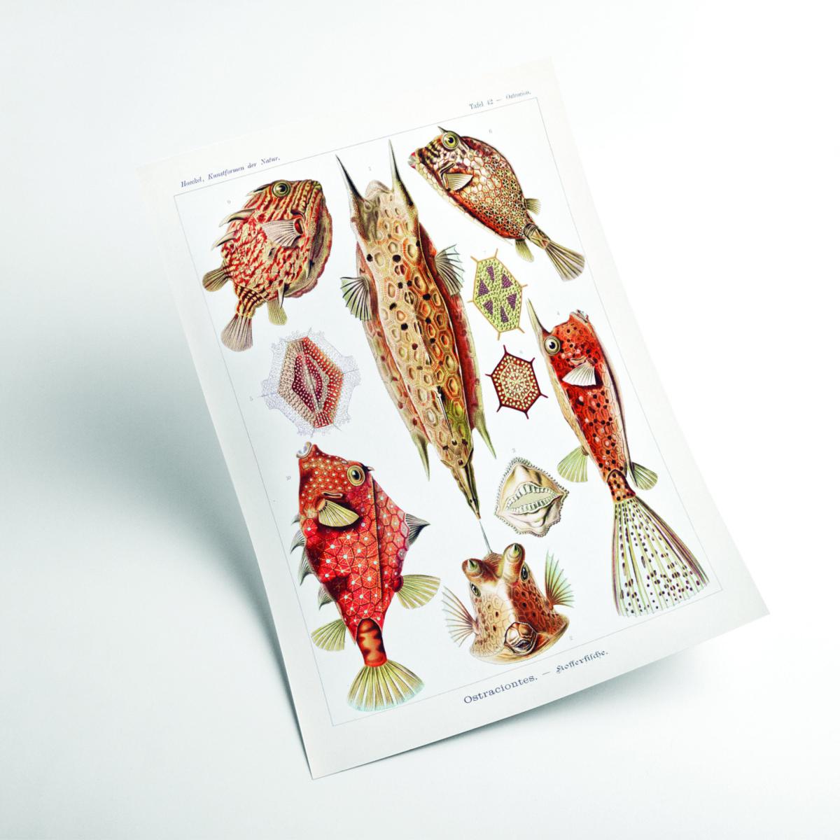 Red Ostraciontes-Kofferfilche By Ernst Haeckel A4 210 X 297Mm Stanley Print House – image 2