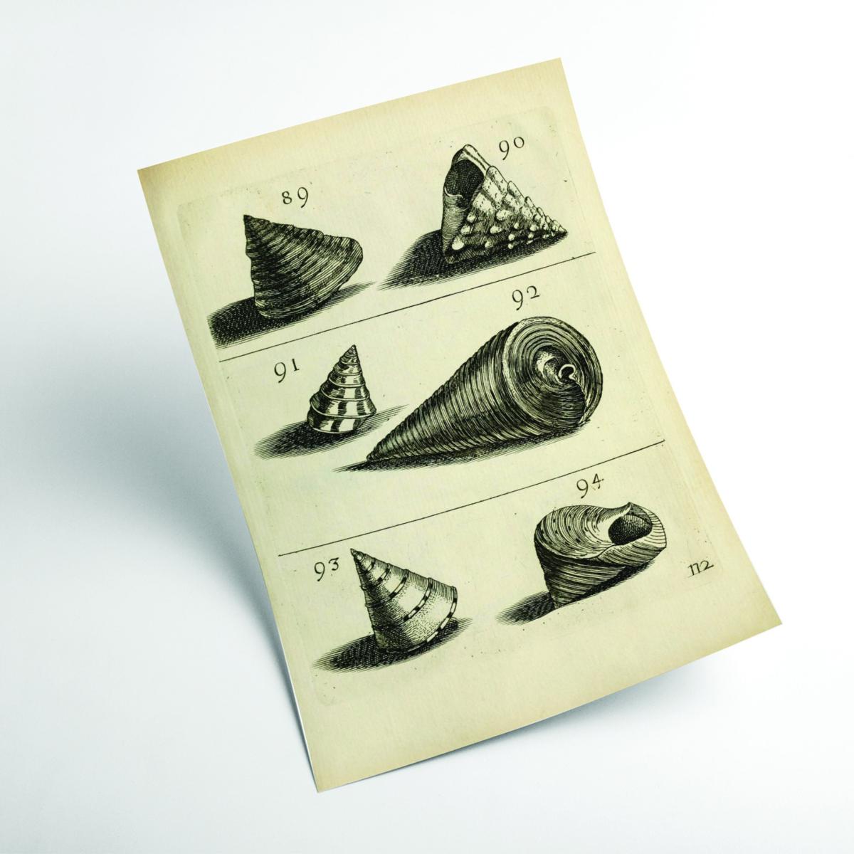 Neutrals Set Of Vintage Shells A4 210 X 297Mm Stanley Print House – image 2