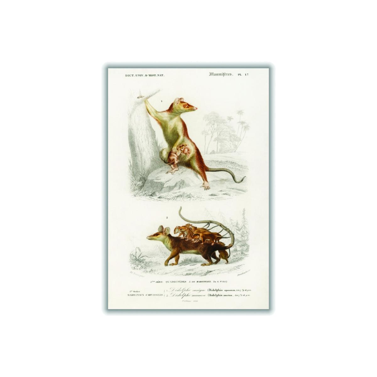 Brown Natural History - Opossum Large Stanley Print House – image 1