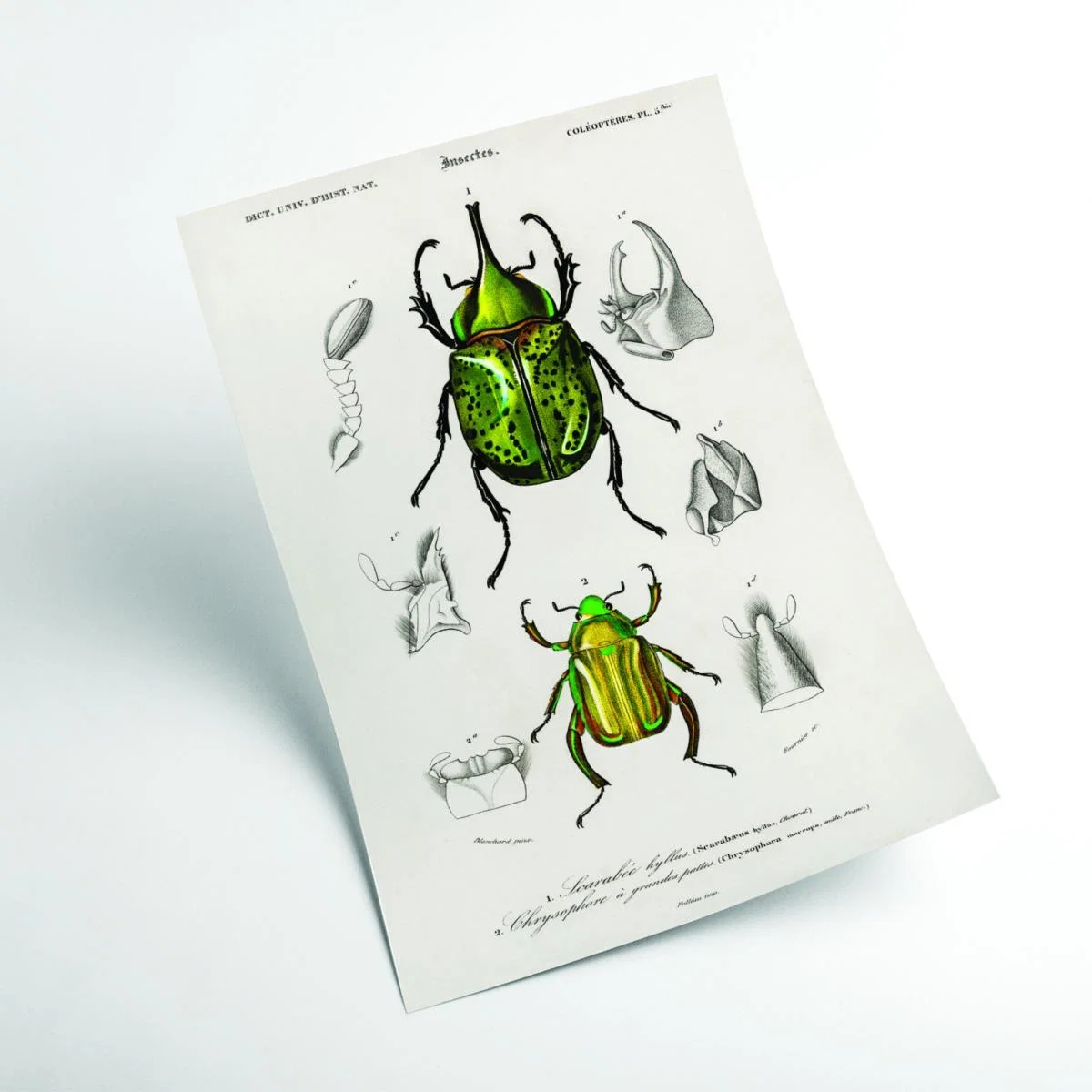 Green Eastern Hecules Beetle A4 210 X 297Mm Stanley Print House – image 2