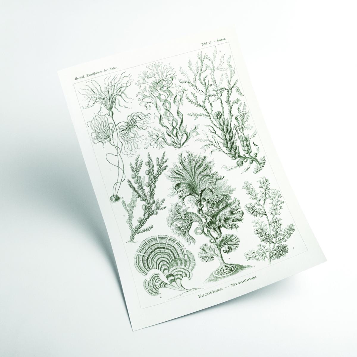 Grey Fucoideae-Brauntange By Ernst Haeckel Extra Large Stanley Print House – image 2