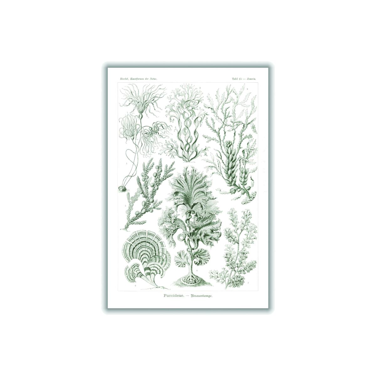 Grey Fucoideae-Brauntange By Ernst Haeckel Extra Large Stanley Print House – image 1