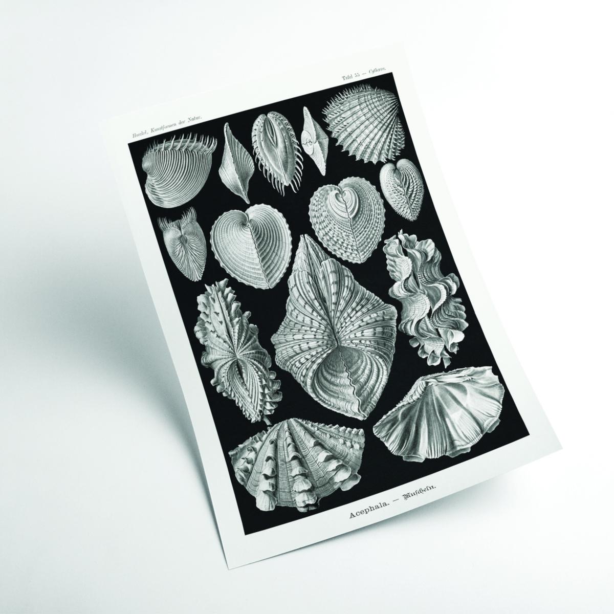Grey Acephala-Muscheln By Ernst Haeckel A4 210 X 297Mm Stanley Print House – image 2