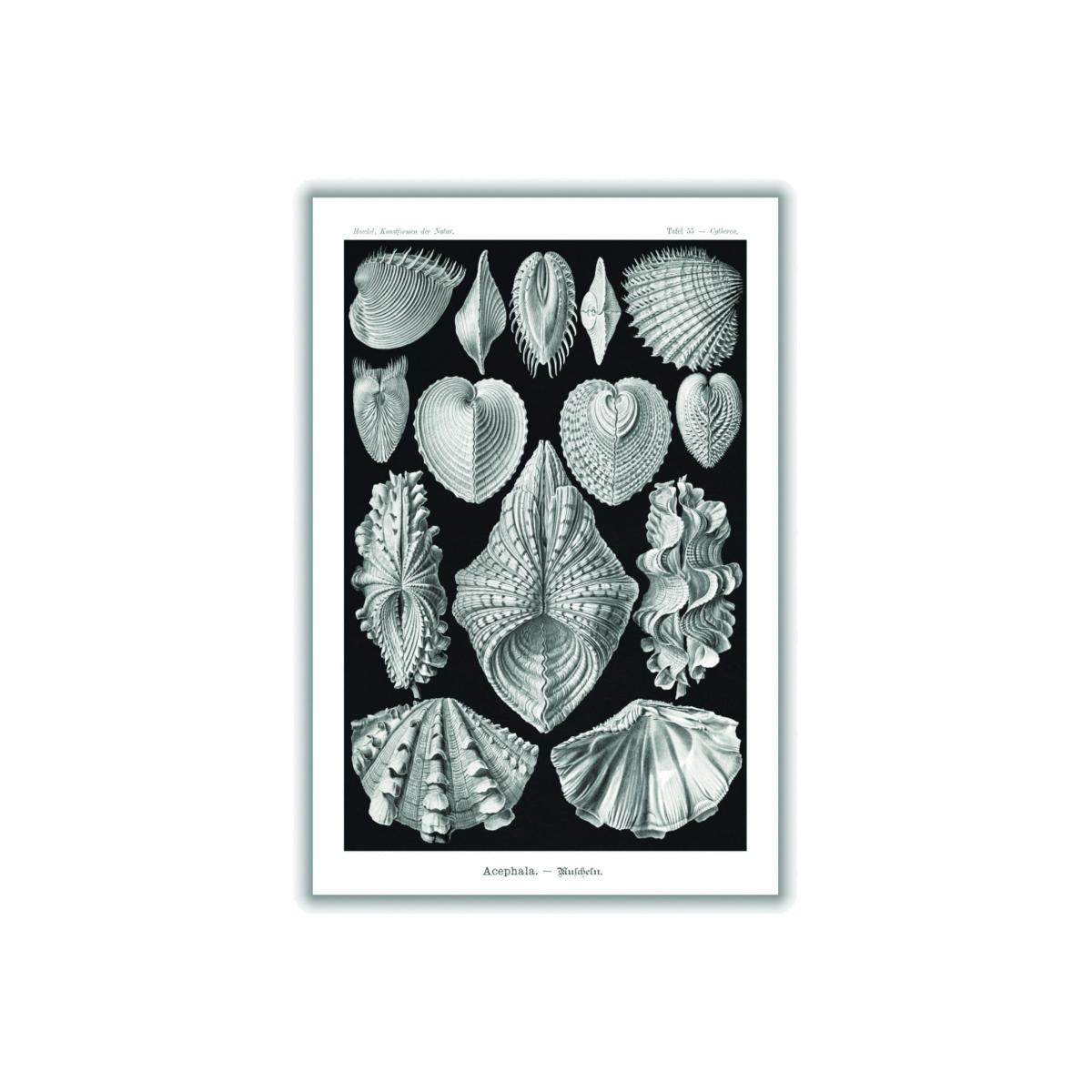 Grey Acephala-Muscheln By Ernst Haeckel A4 210 X 297Mm Stanley Print House – image 1