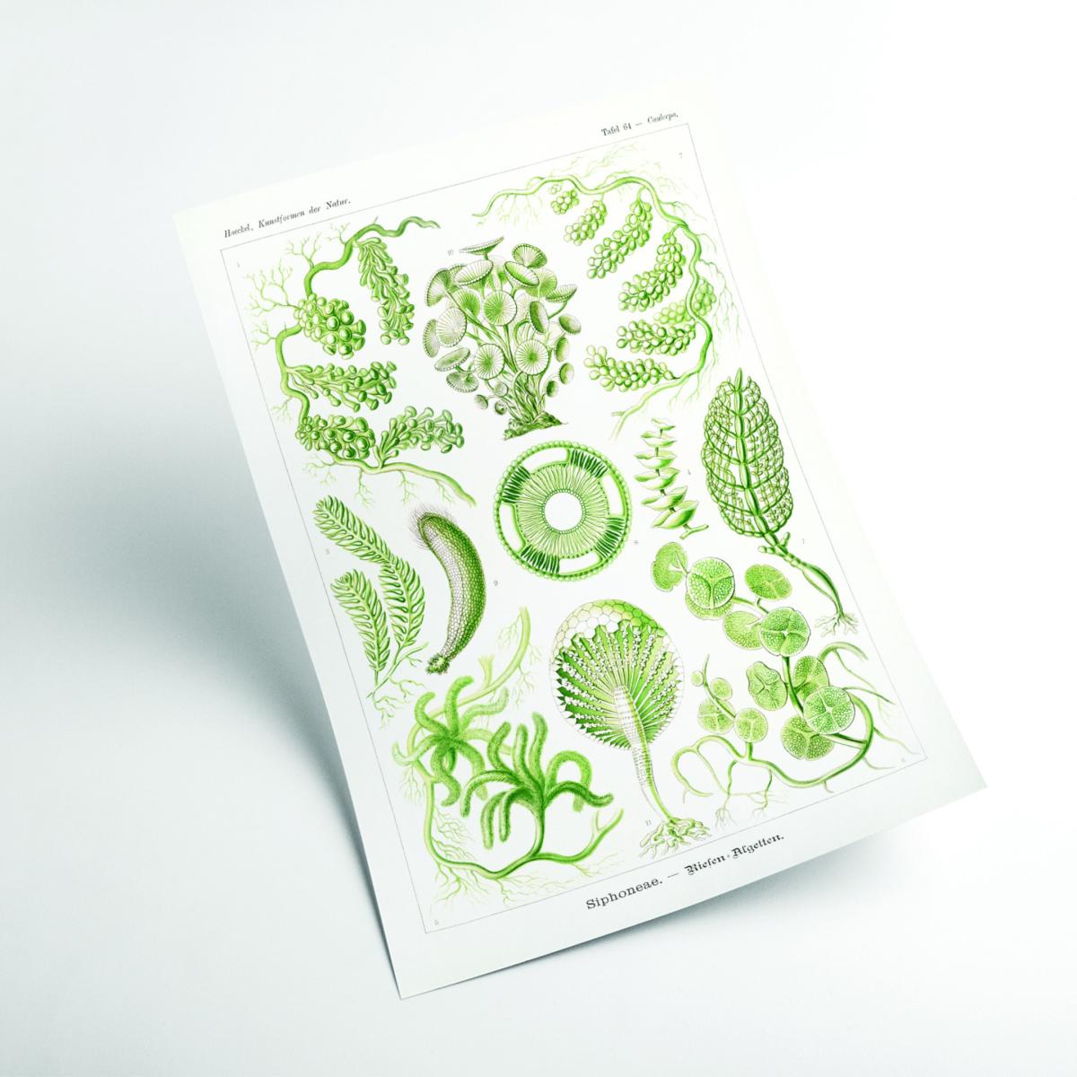 Green Siphoneae-Riesen Algetten By Ernst Haeckel A4 210 X 297Mm Stanley Print House – image 2