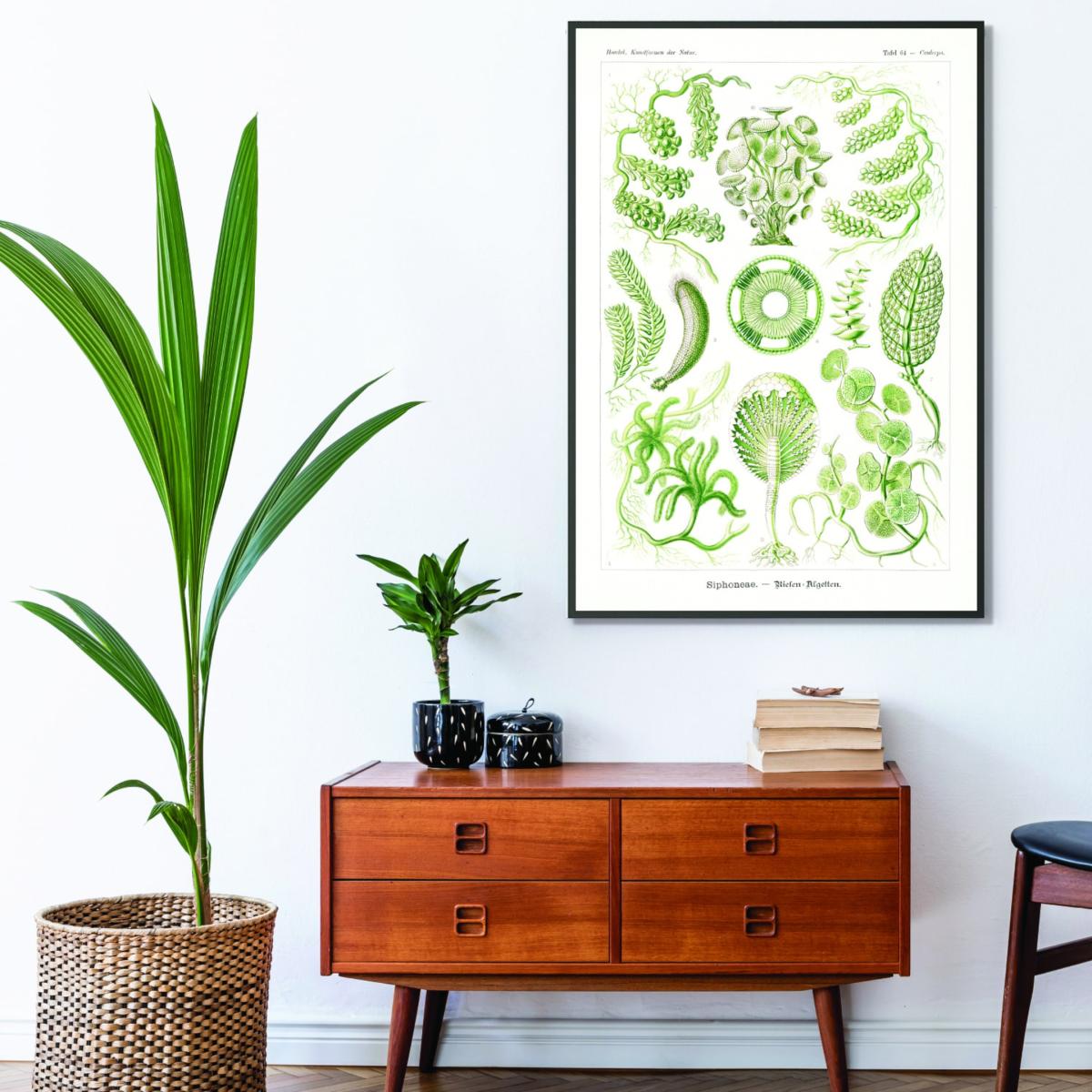 Green Siphoneae-Riesen Algetten By Ernst Haeckel A4 210 X 297Mm Stanley Print House – image 3