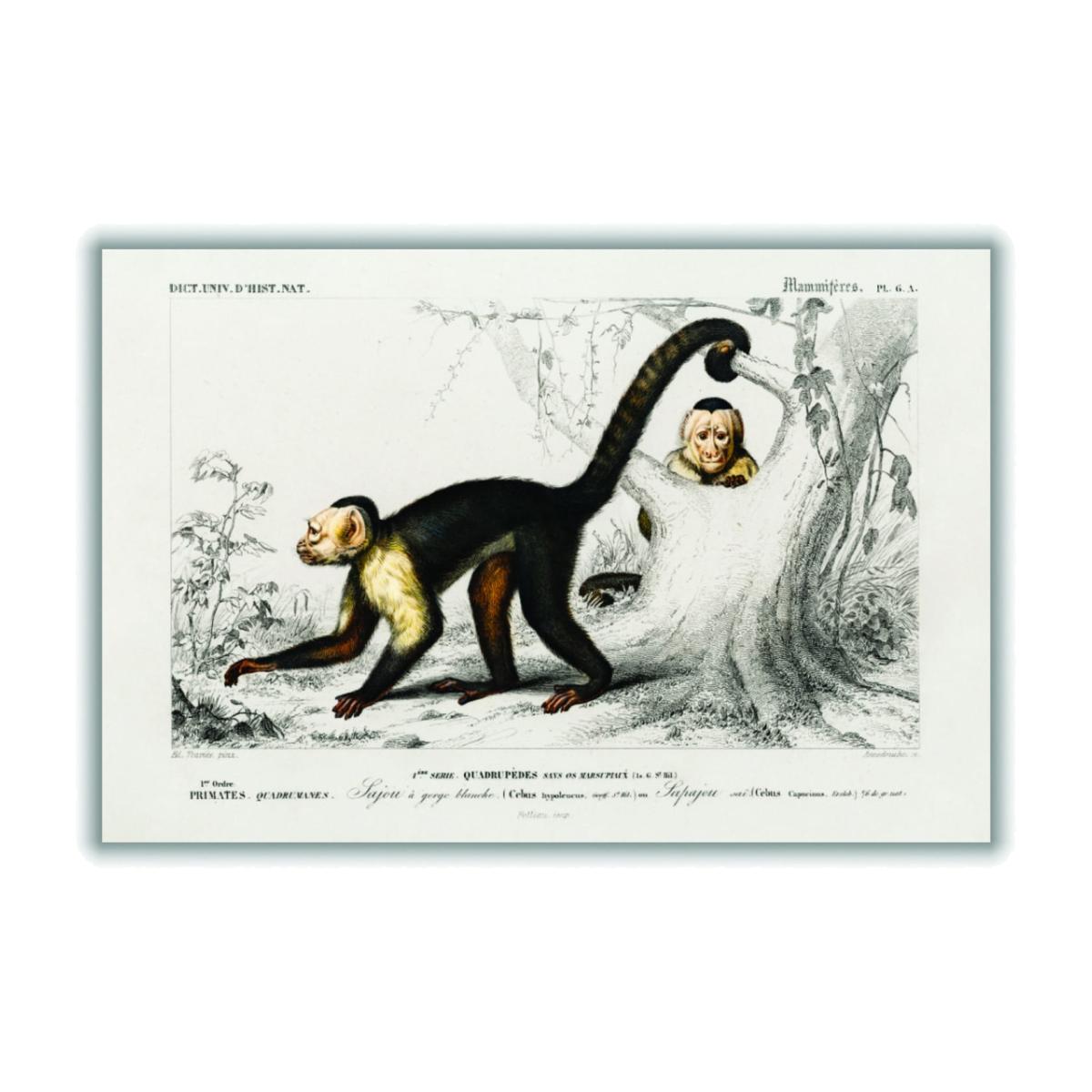 Brown White-Headed Capuchin A3 297 X 420Mm Stanley Print House – image 1